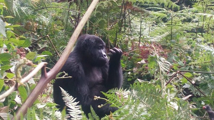 Does Congo offer gorilla habituation experience