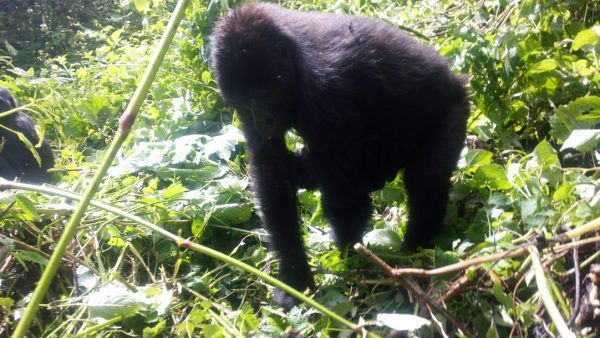 9 Days Rwanda Gorilla safari and Wildlife tour