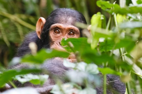 Chimpanzee Trekking in Kibale