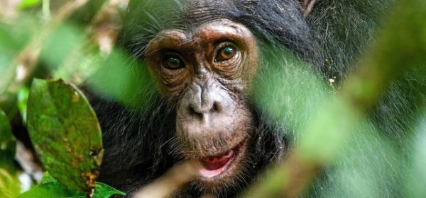 3 Days Murchison Falls safari with boat cruise and chimpanzee tracking tour