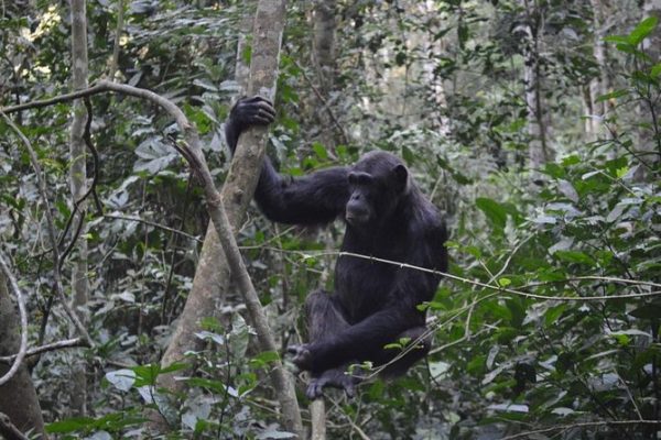 Chimpanzees in Kibale national park