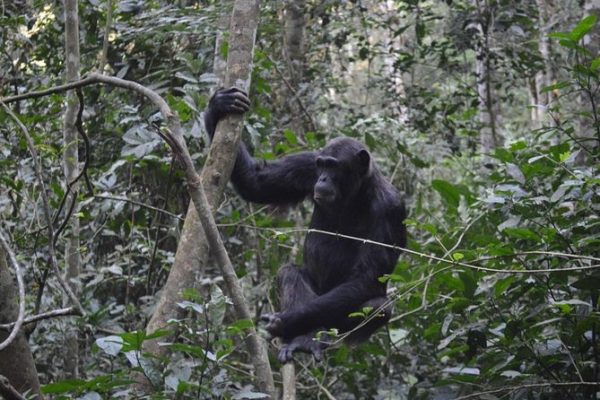 Scheduled Flights to Kibale National Park