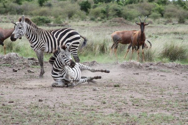 3 days Masai Mara wildlife safari