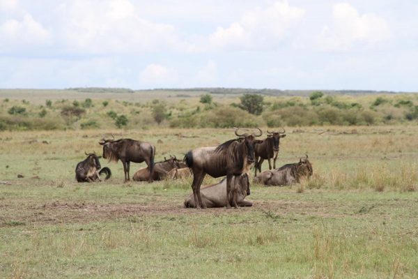Wildebeests in Maasai Mara National Reserve