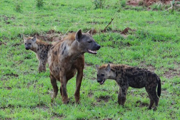 3 Days Magical Camping Selous National Park - Tanzania