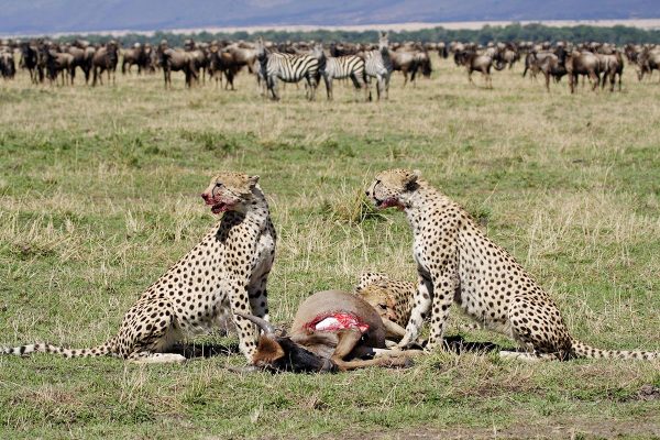 6 Day Magical Private Manyara, Serengeti, Ngorongoro & Tarangire Wildlife Safari