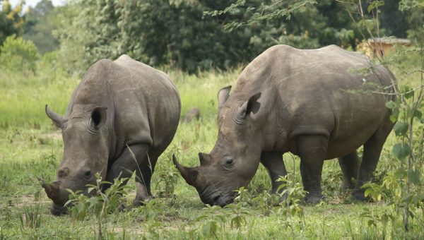 Relocation of Ziwa Rhino Sanctuary