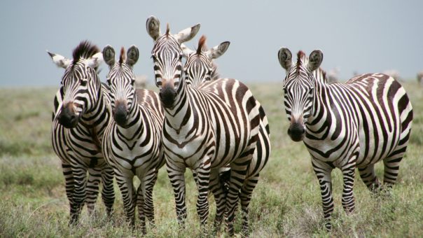 Zebras in Amboseli National Park