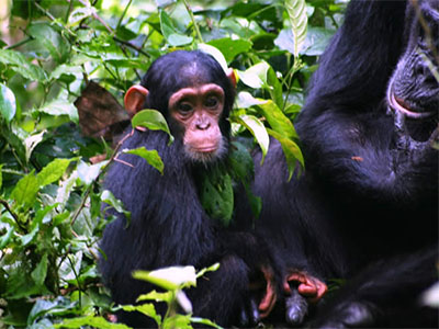 Kibale National Park for chimpanzee tracking