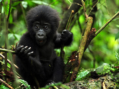 5 Days Rwanda Wildlife Safari