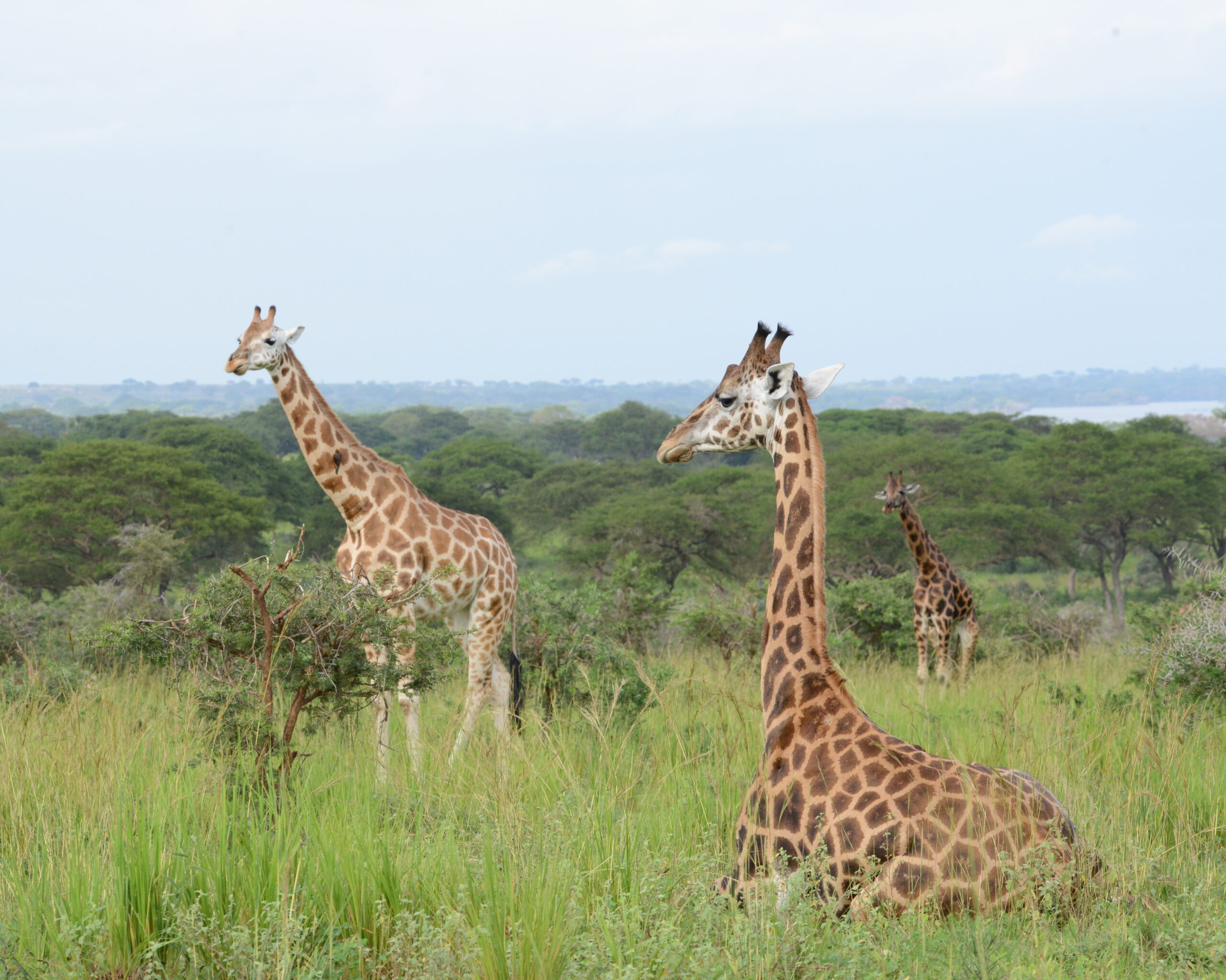 giraffes in Murchison falls national park 