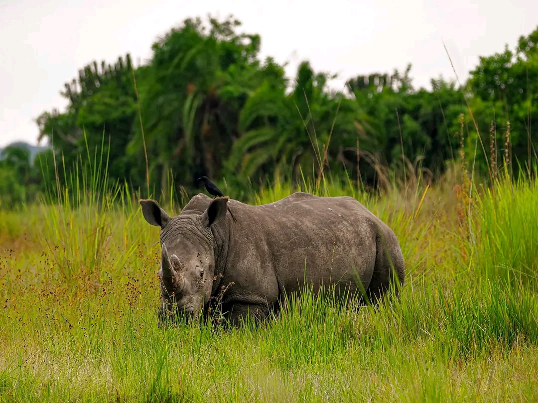 15-Days Best of Uganda and Kenya Wildlife Safari
