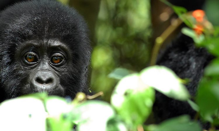 Gorilla Trekking in Mgahinga