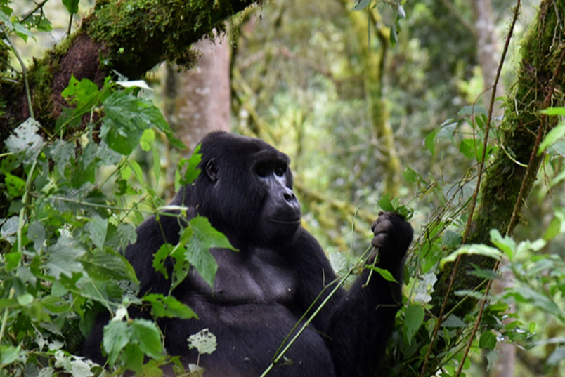 Gorilla trekking high and low season