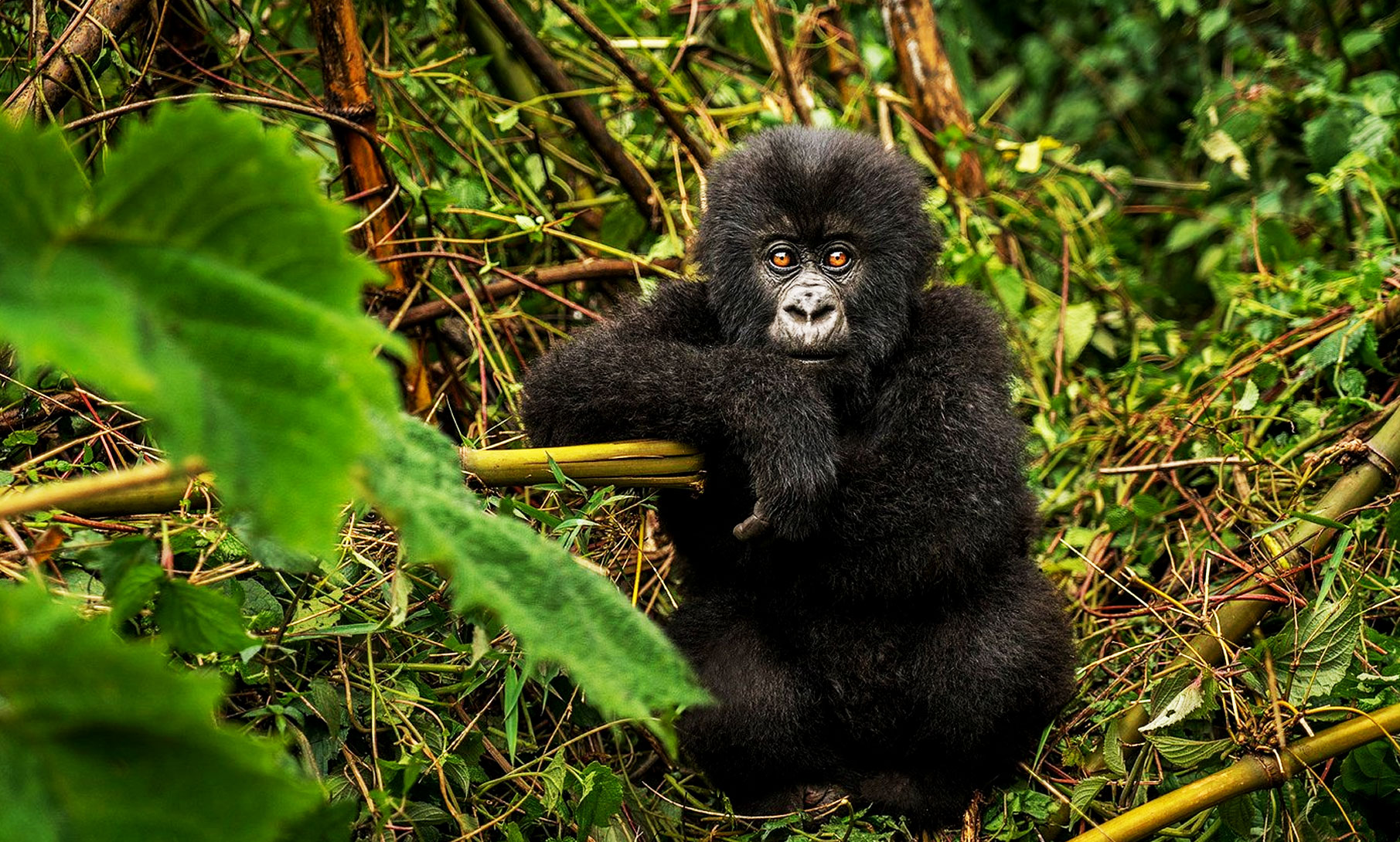 baby-gorilla-in-the-volcanoes-national-park