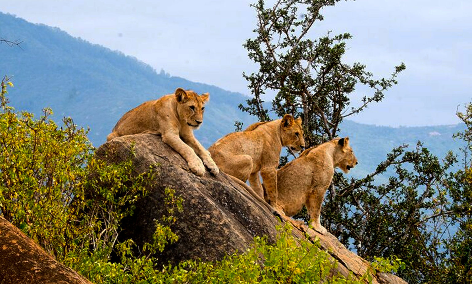 lions-in-serengeti-national-park