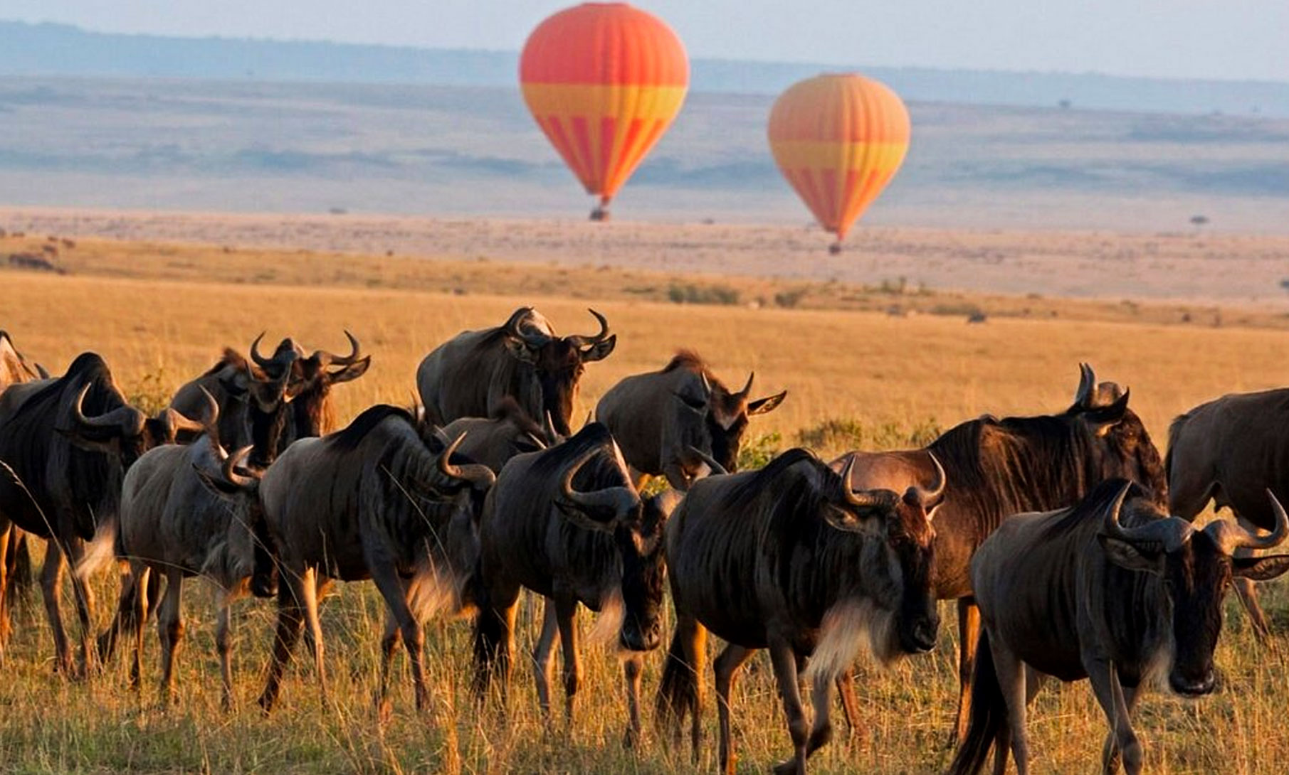 wildebeests-in-masai-mara-national-park