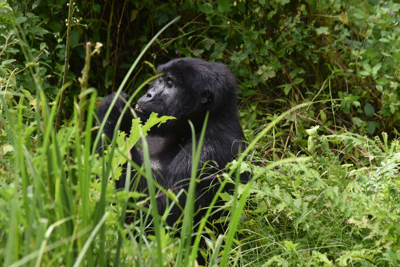Gorilla Trekking starting from Ruhija Sector in Bwindi national park