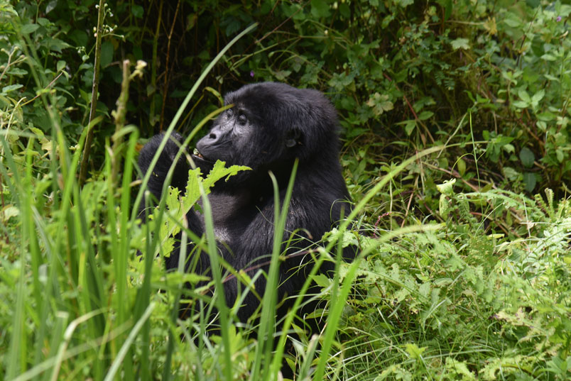 Comparison between gorillas’ permit prices in Virunga national park and Volcanoes national park