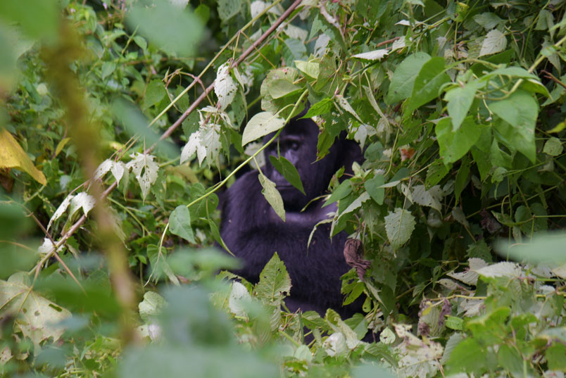 Gorilla trekking starting from Rushaga trail head of Bwindi Impenetrable national park