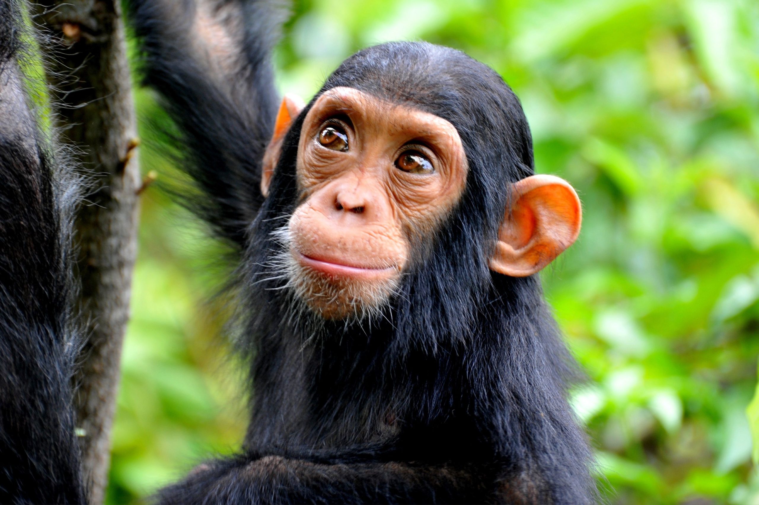 How to reschedule chimpanzee permits in Uganda