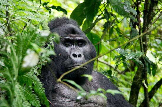 Organizing a Fly-In to Nkuringo to See Mountain Gorillas