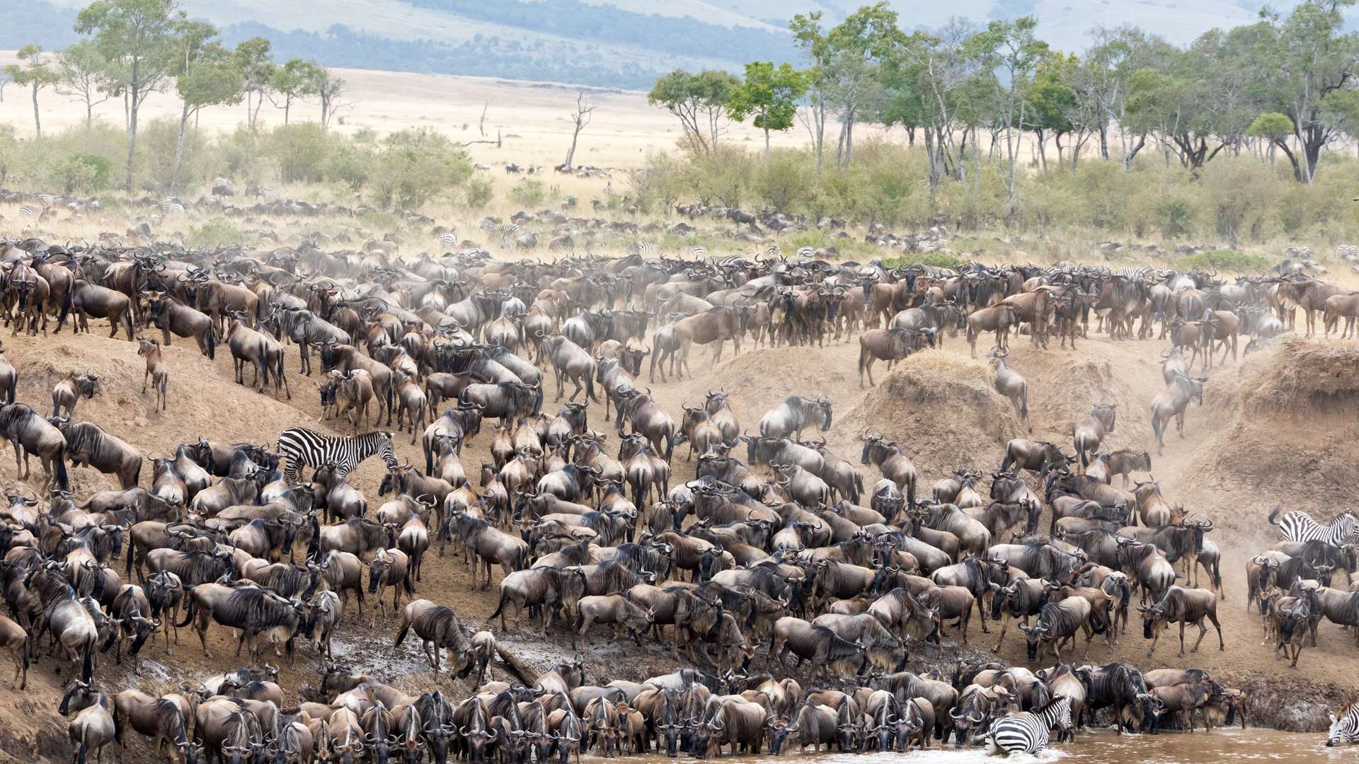 Tanzania Great Migration | 10 Reasons You Should Visit Tanzania for Safari