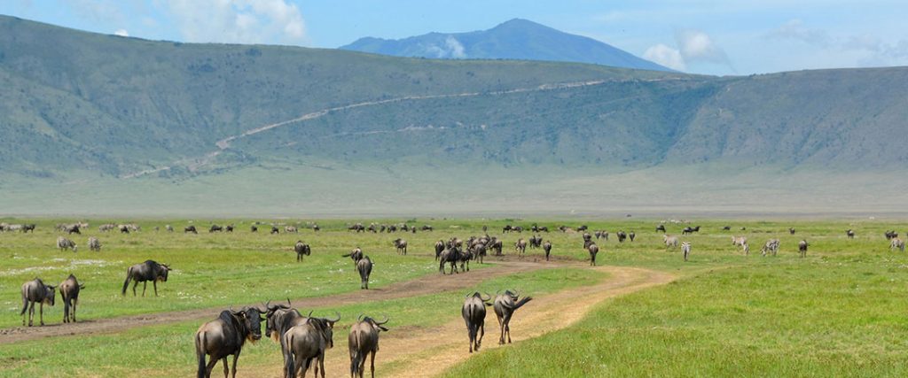 4day Luxury wildlife safari