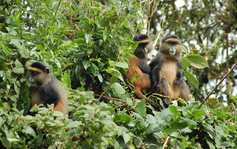 1-Day Golden Monkey Trekking