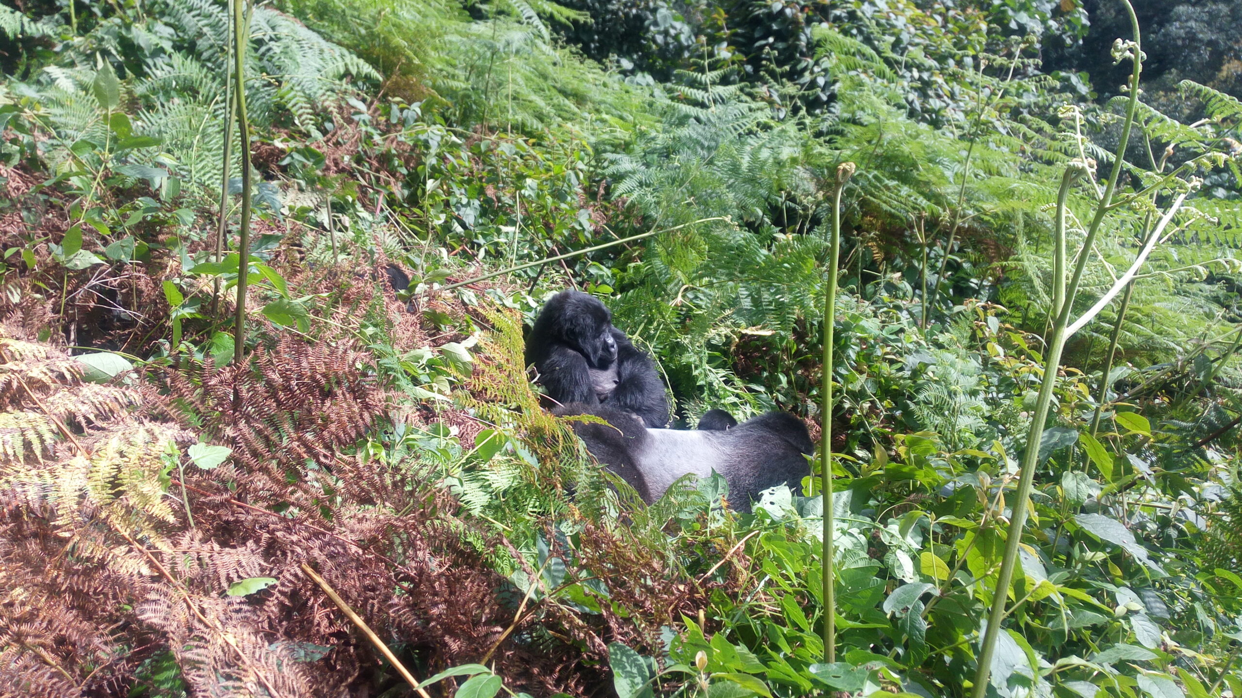 3-Day Bwindi Gorilla Trekking