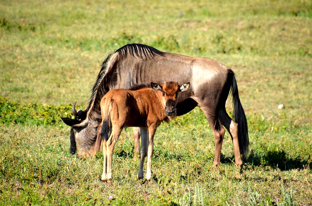 6-Day Luxury Serengeti Discovery