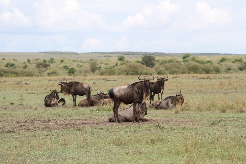 3-Day Masai Mara Flying