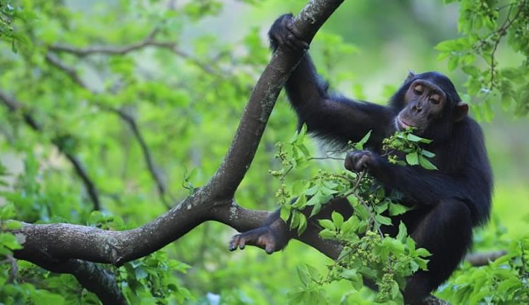 Chimpanzee Habituation in Kibale Uganda
