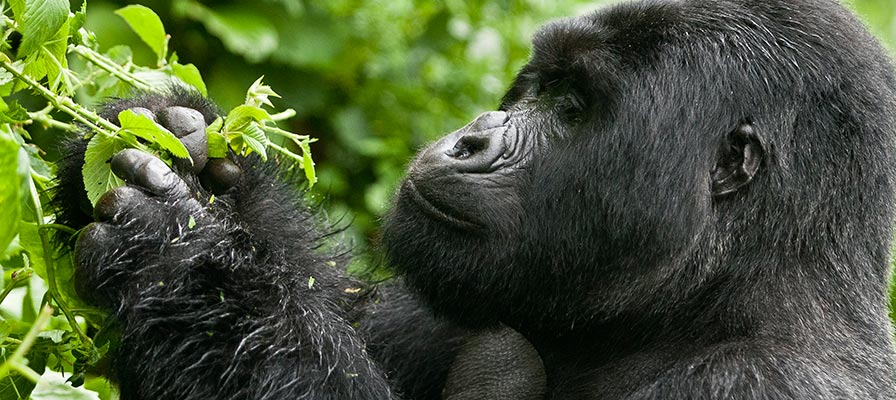 Reasons you should do gorilla trekking in Uganda