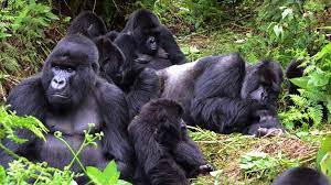 5 Days Rwanda Primate Adventure