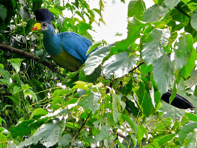 Bigodi Wetland Sanctuary