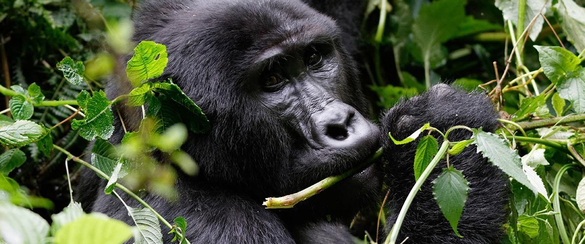 5 Days Rwanda Primate Adventure