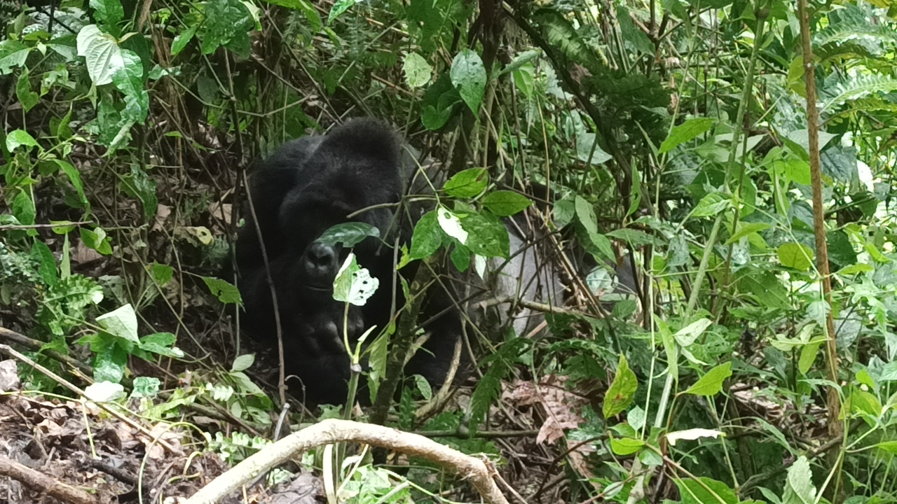 3-day Gorilla tracking & Lake Bunyonyi relaxation