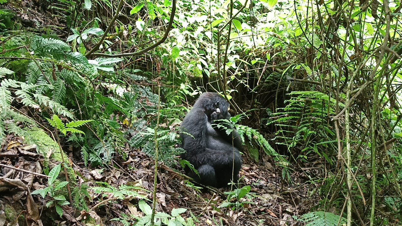 6 Day Uganda wildlife Safari with Mountain Gorillas