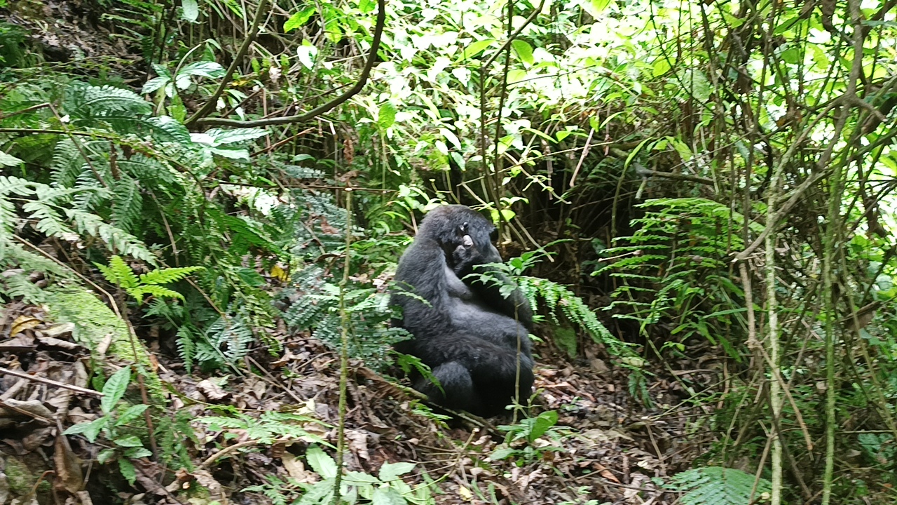 8 Days Uganda Gorillas - Chimps and wildlife Tour
