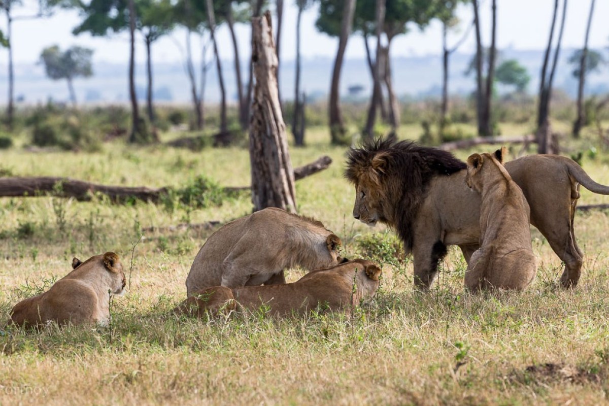 Murchison Falls