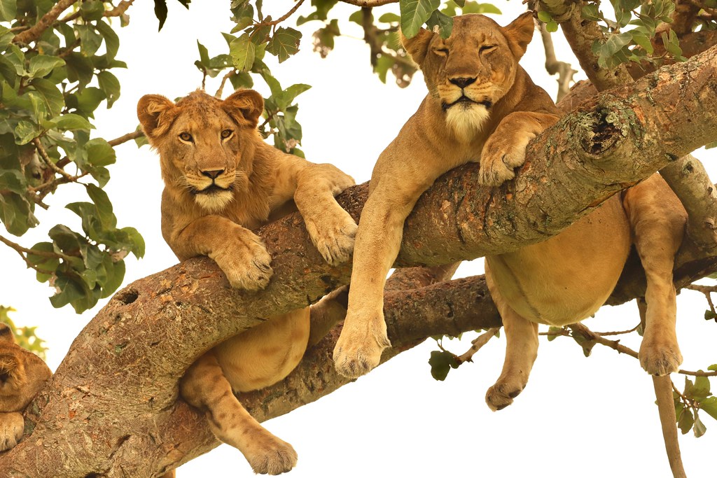 Tree climbing lions in Uganda