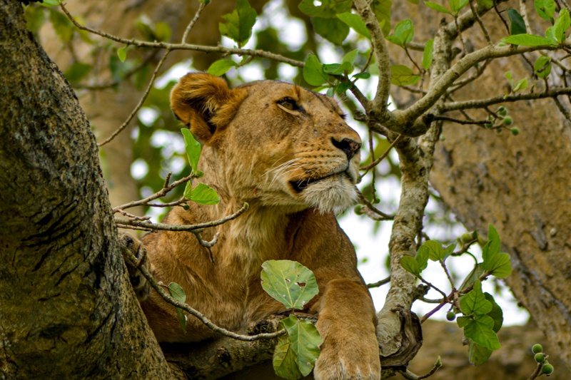 Tree climbing lions in Uganda