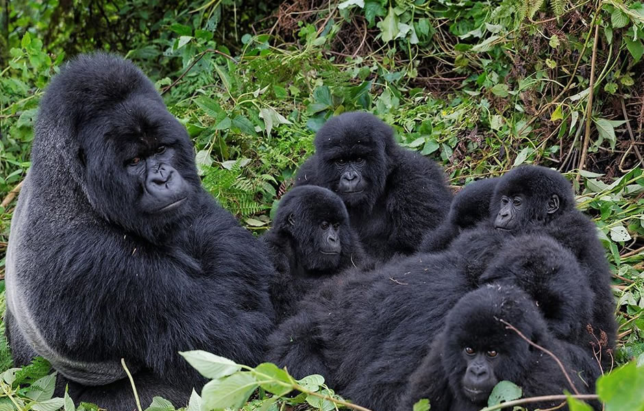 The Kyaguriro Gorilla Family