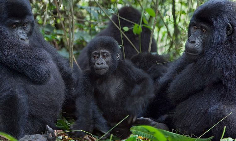 The Katwe Gorilla Family