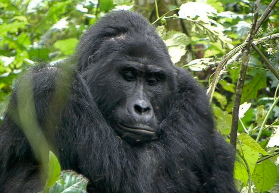 The Bweza Gorilla Family