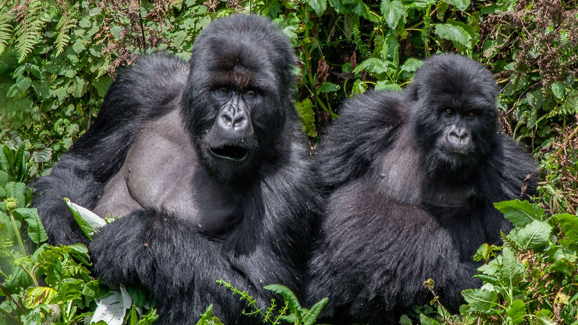 The Busingye Gorilla Family