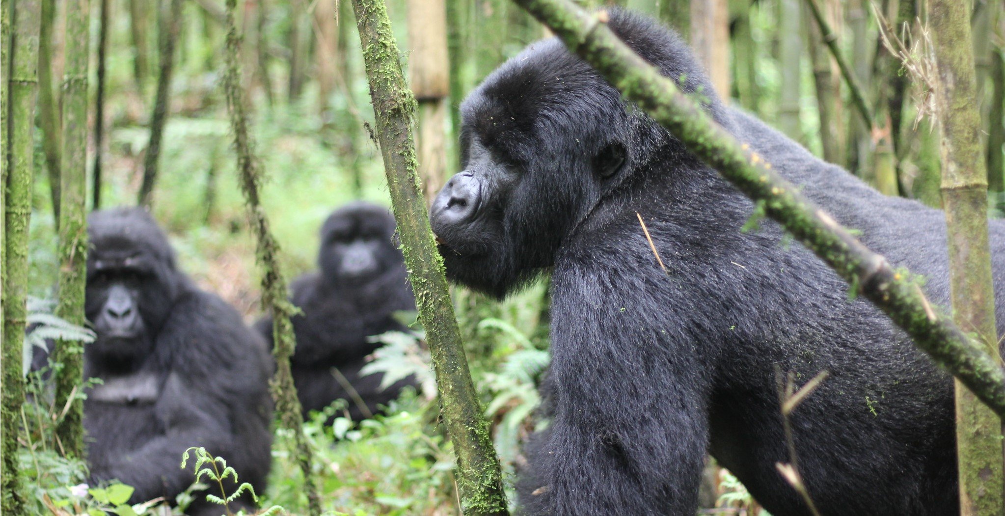 The Christmas Gorilla Family