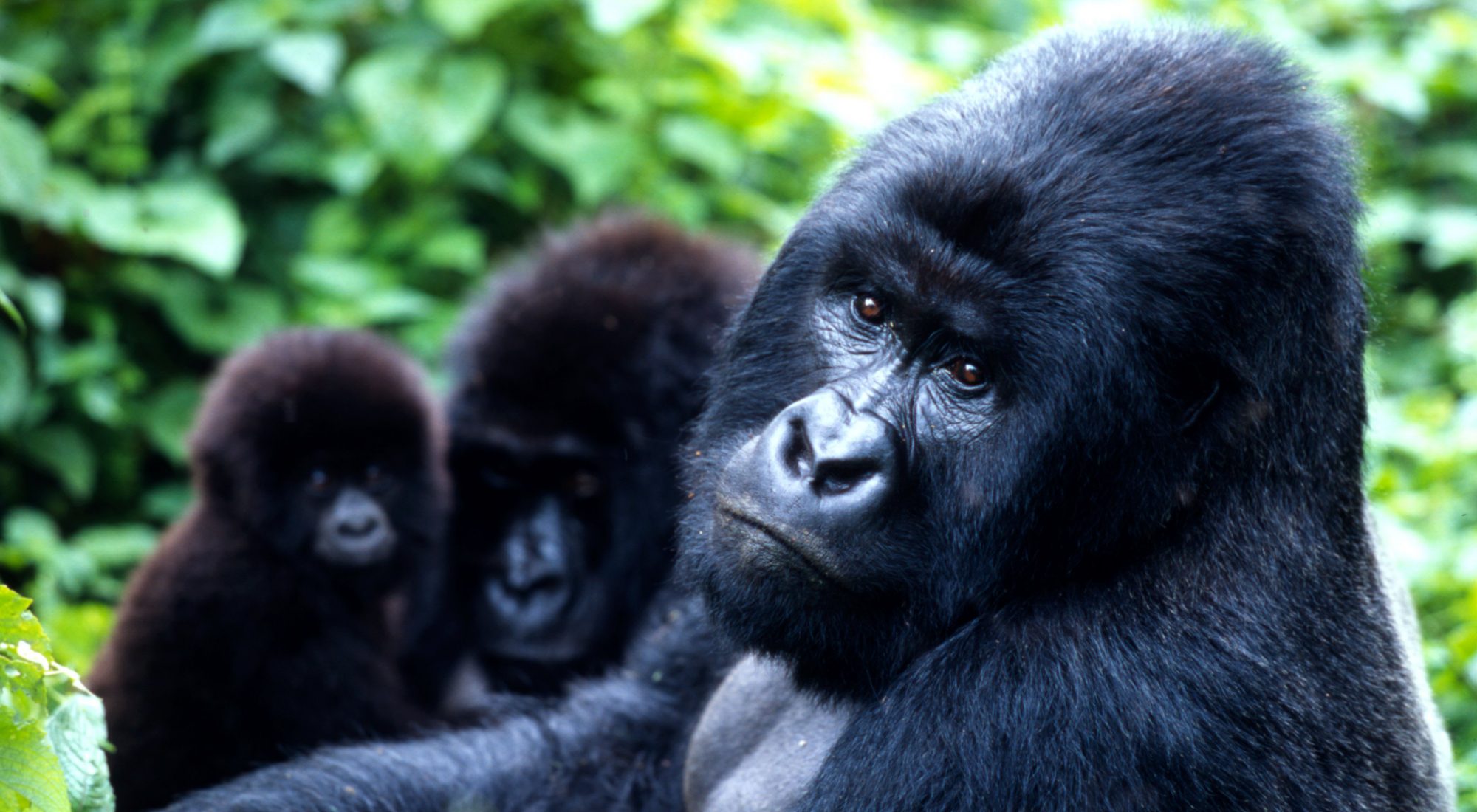 The Mishaya Gorilla Family