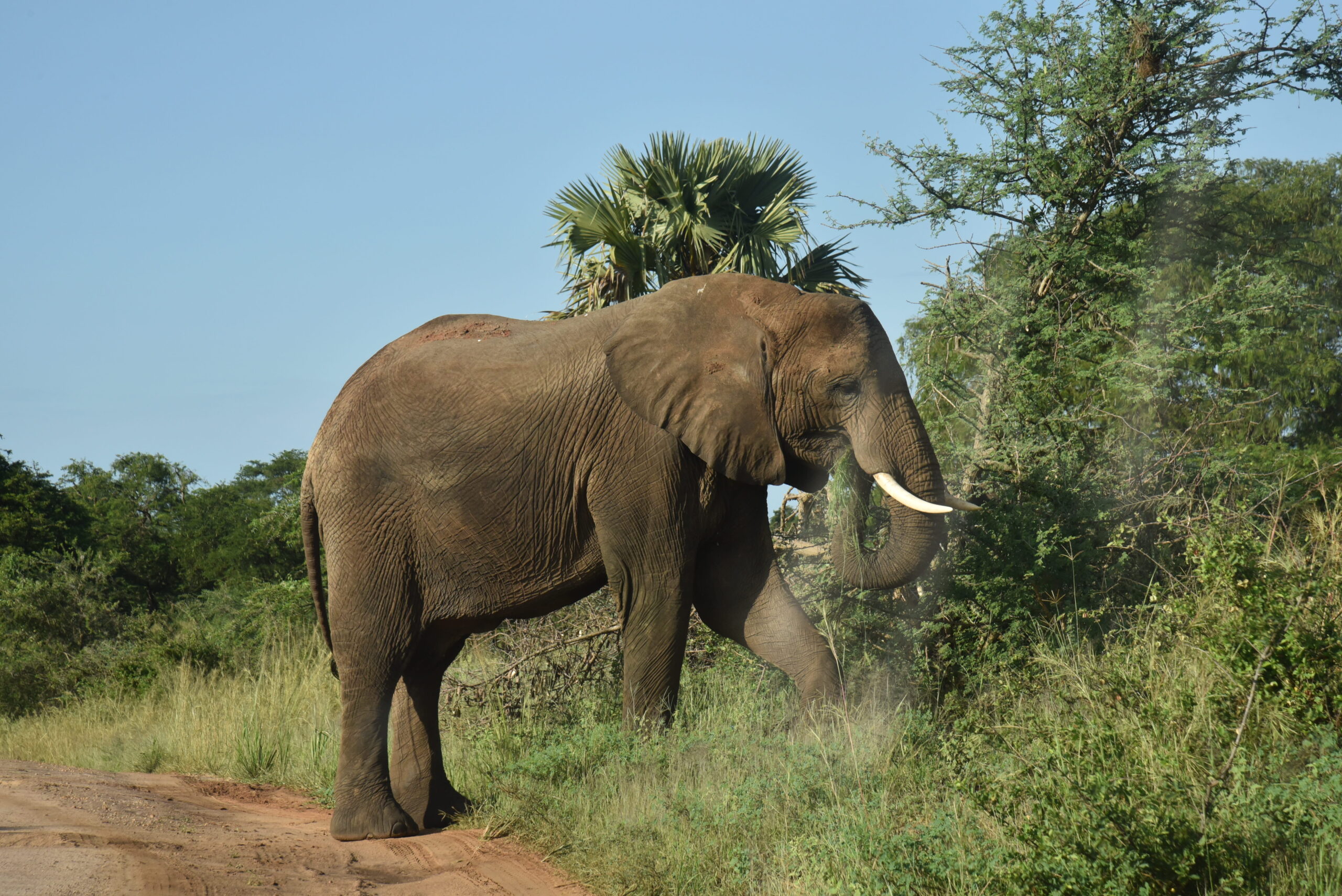 When to visit Murchison Falls National Park - Pamoja Tours and Travel